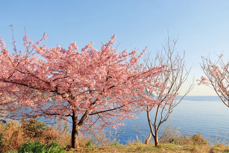 Yura Peninsula Kawazu-zakura Cherry Blossoms