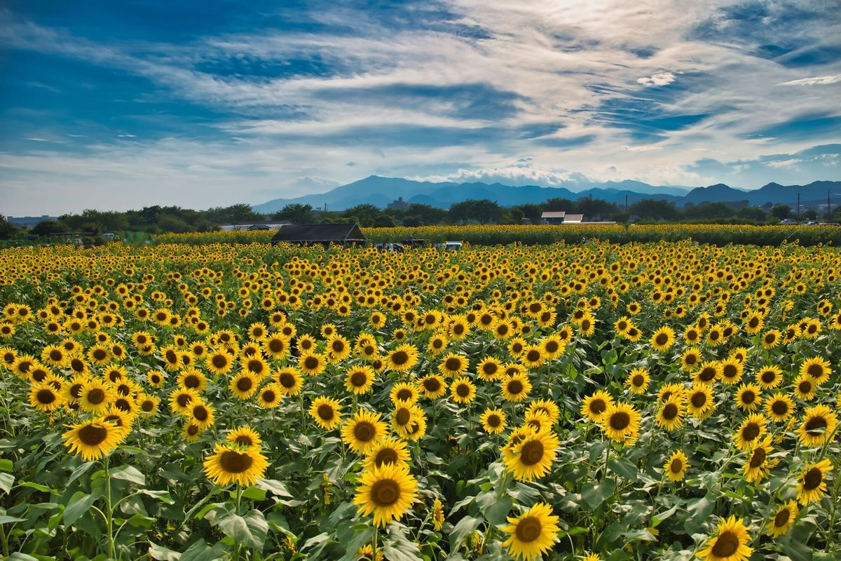 สวนดอกทานตะวันซามา (Zama City Sunflower Square)