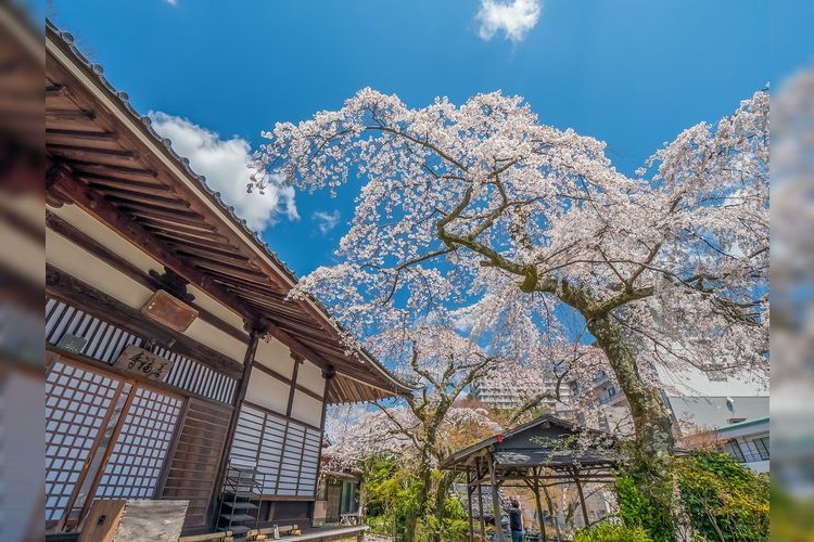 ซากุระที่วัดเซ็นฟุคุจิ (Zempukuji Sakura)