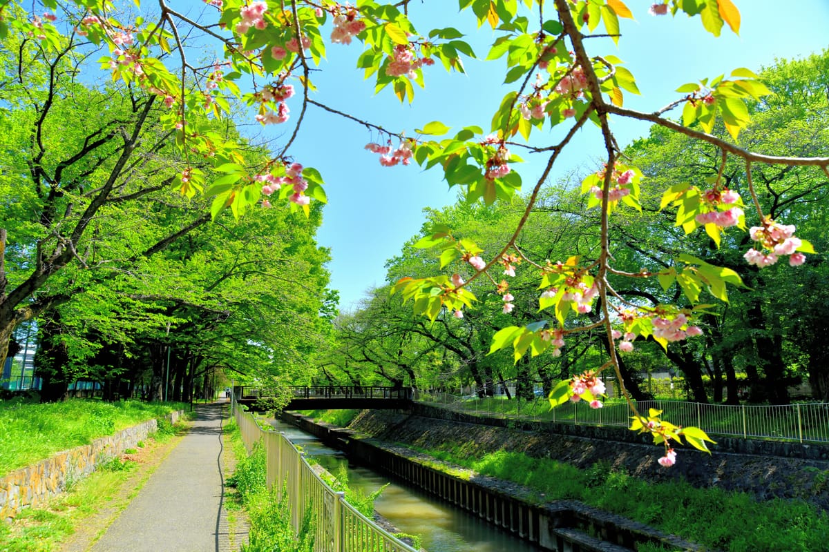 Zempukuji-gawa Ryokuchi