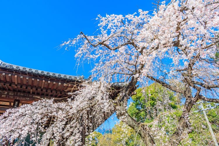 增上寺 3