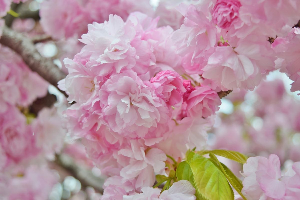造幣局広島支局「花のまわりみち」