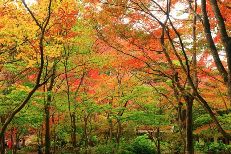 Parc Zuiho-ji 2